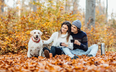 Fall air quality and seasonal allergies in dogs and cats
