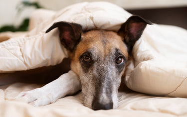 Fall wellness checklist for senior pets and oxygen therapy