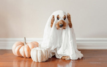 Halloween pet safety with a dog wearing a comfortable ghost costume