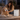 Pet oxygen concentrator power outage backup plan