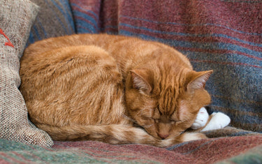 Checking cat respiratory rate when your cat is breathing fast