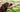 Dog breathing fast and oxygen machine for home support 