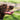 Dog breathing fast and oxygen machine for home support 