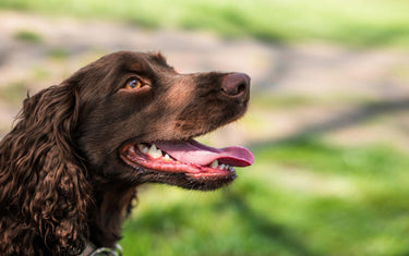 Dog breathing fast and oxygen machine for home support 